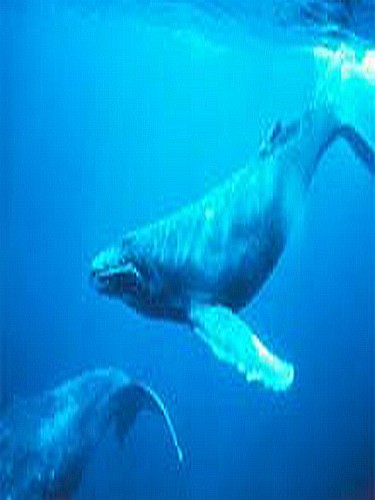 Exmouth, Croisière Baleines à Bosse et Raies Manta - journée